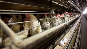 4 new Colorado poultry workers have contracted bird flu, health officials confirm