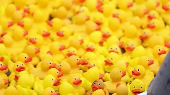 Thousands of rubber duckies float to the finish in London charity race