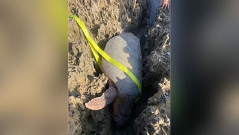 Endangered sea turtle stuck between 2 rocks after laying eggs rescued by Florida first responders