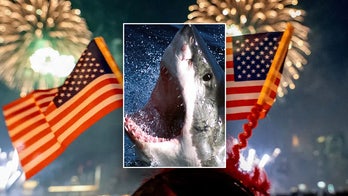 At the beach for July 4 weekend? 7 shark safety tips that could save your life