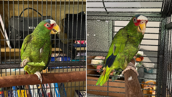 'Potty-mouthed' parrot finds home in New York after hundreds apply to adopt him