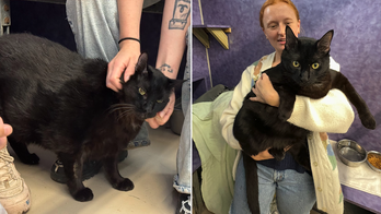 Cat in Texas weighing 26 pounds is placed on diet after animal rescuers step in