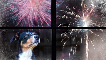 6 tips to keep dogs safe and calm for 4th of July festivities