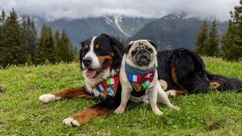 Family dogs enjoy travels through Europe on a 12-day adventure to Italy, France and more