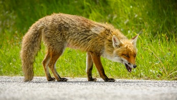 Alabama woman bitten by rabid fox while unloading groceries from car: 'Public health threat'