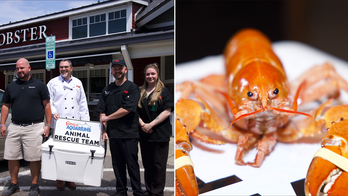 North Carolina Red Lobster receives rare orange lobster accidentally delivered to restaurant