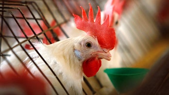 Health experts raise concern over the disposal of infected poultry birds as avian flu spreads