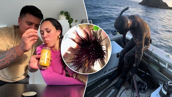 Husband goes diving for fresh sea urchin for pregnant wife as health expert warns about raw fish