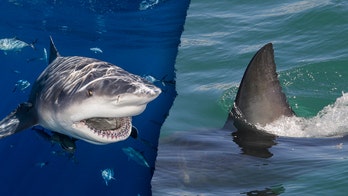 Sharks: 12 interesting facts about the marine fish