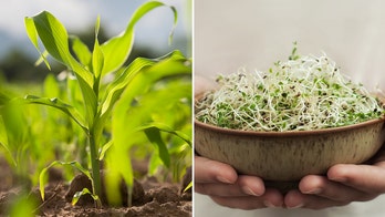 Bread with sprouted grains offers 'enhanced nutritional profile,' may be healthier way to enjoy carbs