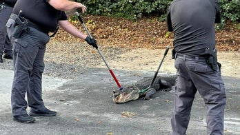 North Carolina police remove 8-foot alligator ‘trespasser’ from station parking lot: ‘Be aware'