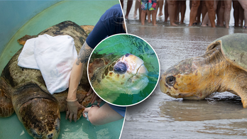 375-pound great-grandfather sea turtle released back into Florida ocean after rehab
