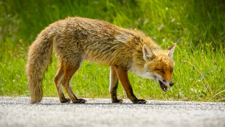 Alabama woman bitten by rabid fox while unloading groceries from car
