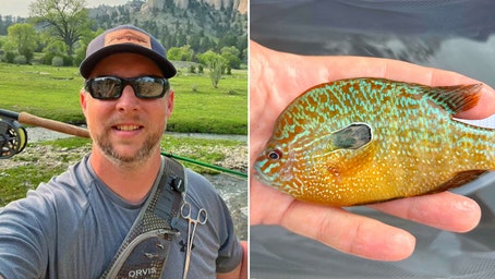 Nebraska fisherman reels in new fish species in state: 'Bright orange with turquoise'