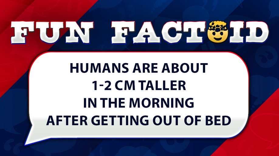 Humans are about 1-2 cm taller in the morning after getting out of bed