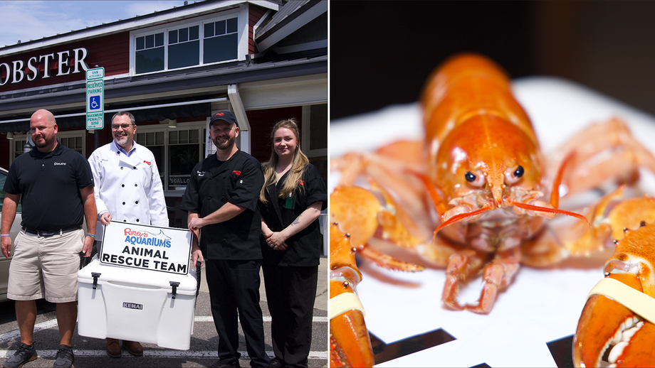 Rare orange lobster accidentally delivered to North Carolina Red Lobster