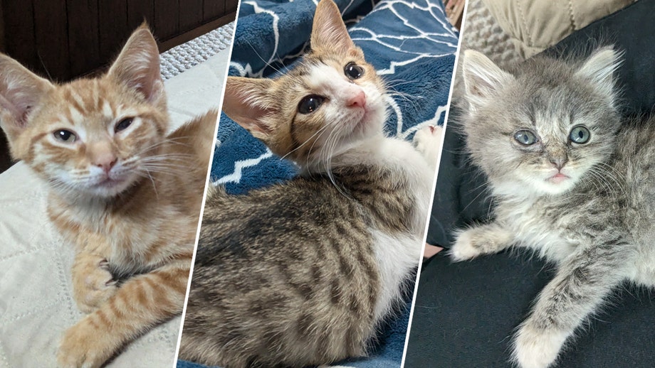 On National Kitten Day, two cat parents reveal the secrets of successful fostering