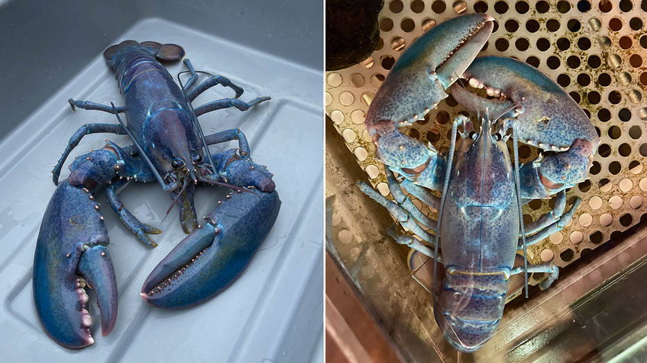 Rare ‘cotton candy’ lobster caught in New England: ‘1 in 100 million’