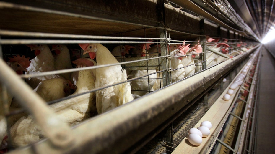 4 new Colorado poultry workers have contracted bird flu, health officials confirm