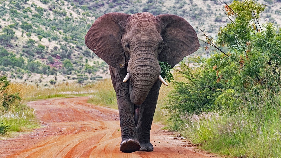 Elephants kill tourist in South Africa after he tried to get close to take pictures