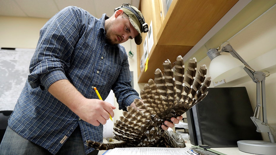 To save spotted owls, US officials plan to kill hundreds of thousands of another owl species thumbnail