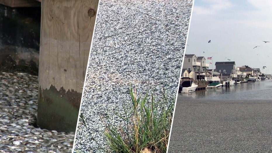 Dead fish by the thousands cause big stink in small Jersey Shore town