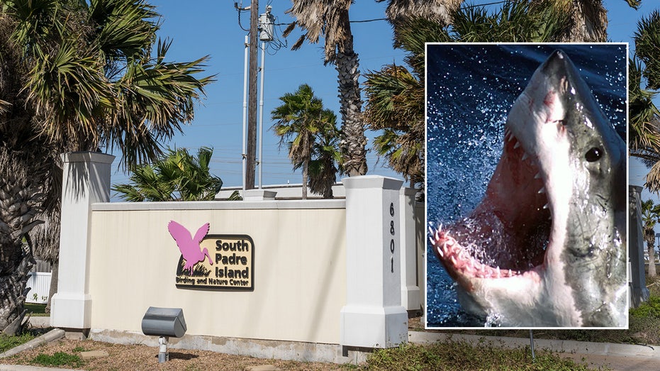 Texas beachgoers terrorized after 4 people bitten by shark