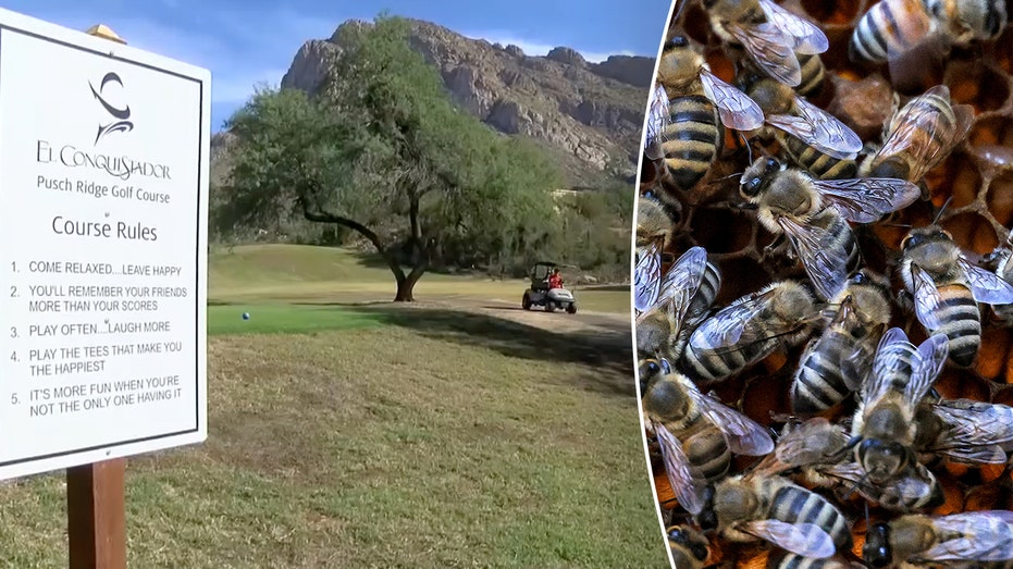 Arizona golf course groundskeeper dies after being attacked by bees