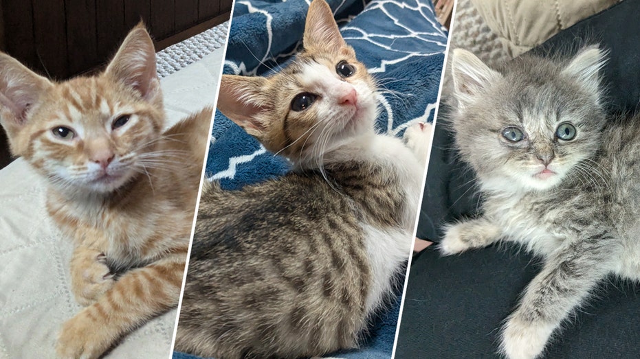 On National Kitten Day, two cat parents reveal the secrets of successful fostering