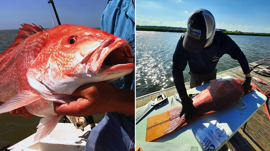 Georgia officials call on anglers to donate red snapper carcasses