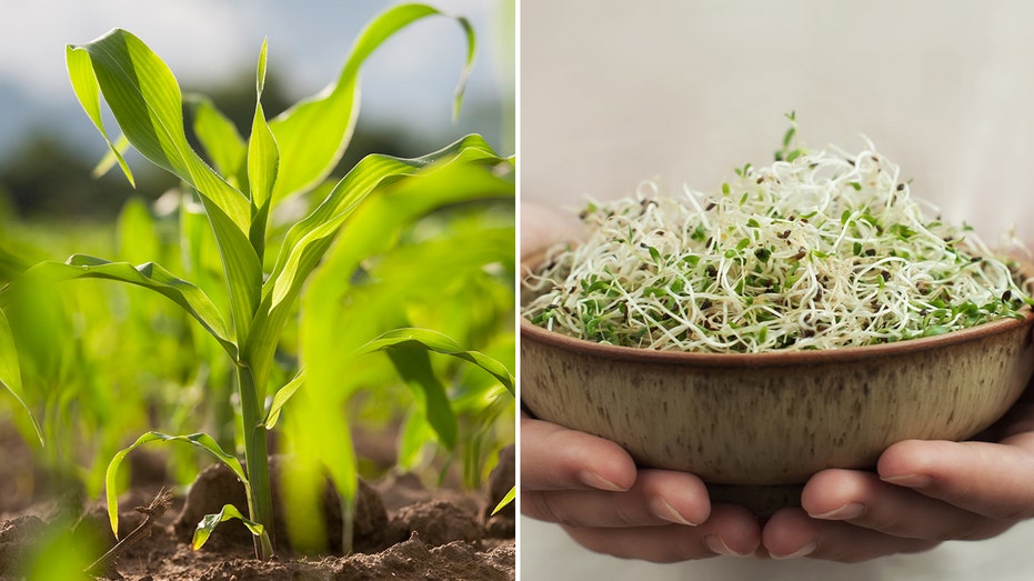 Bread with sprouted grains offers ‘enhanced nutritional profile,’ may be healthier way to enjoy carbs