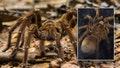World's biggest spider comes from northern South America, can measure as large as a dinner plate - Fox News