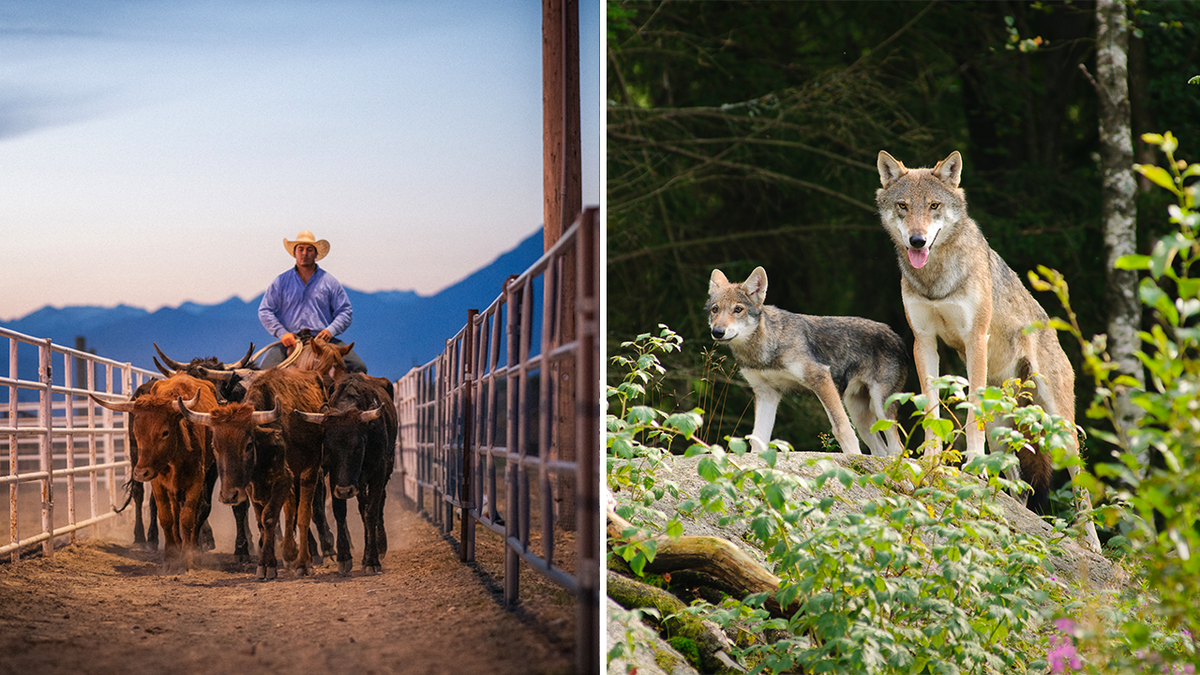 Ranchers in Colorado demand eradication of wolves