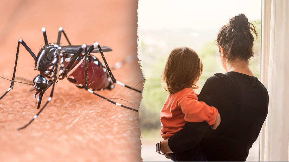 Encierro de mosquitos