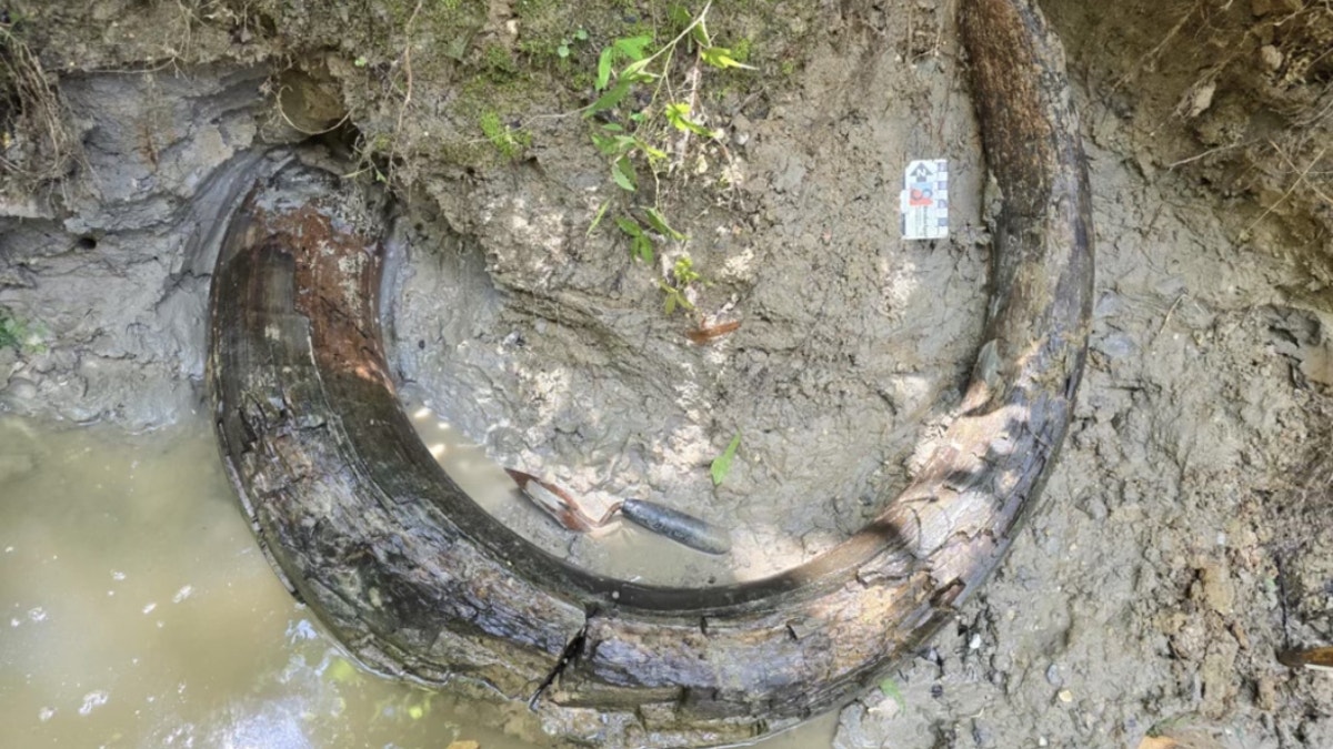 mammoth tusk in Mississippi