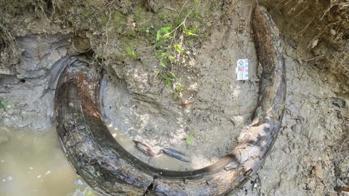mammoth tusk in Mississippi