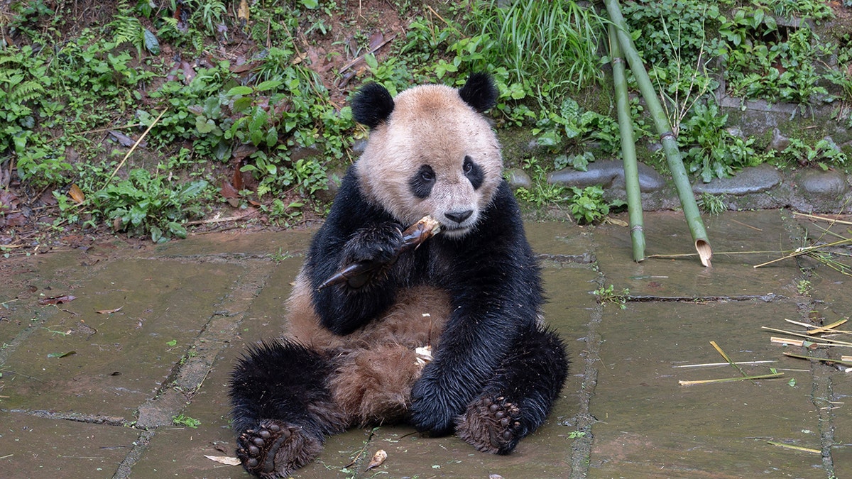 panda del zoo de san diego