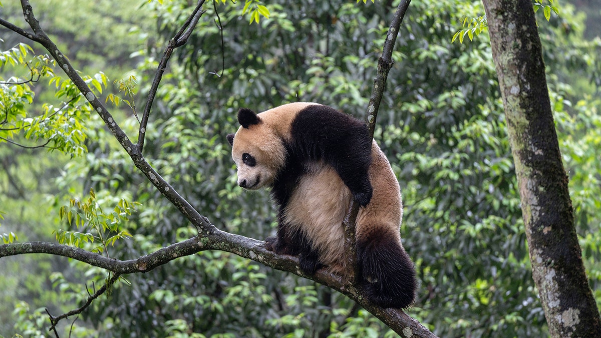 panda del zoo de san diego