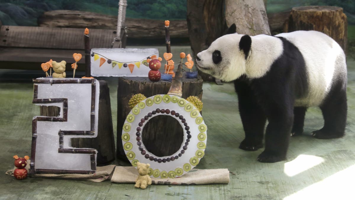 panda bday