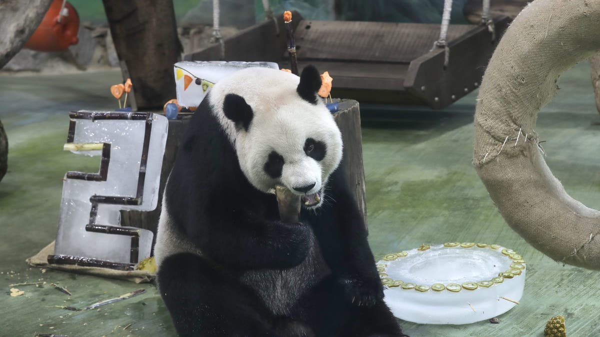 cumpleaños panda