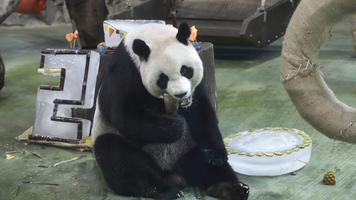 panda bday