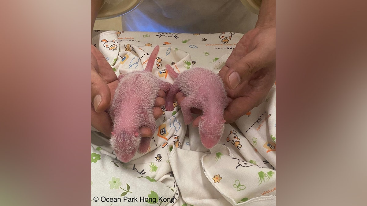 Twin newborn pandas