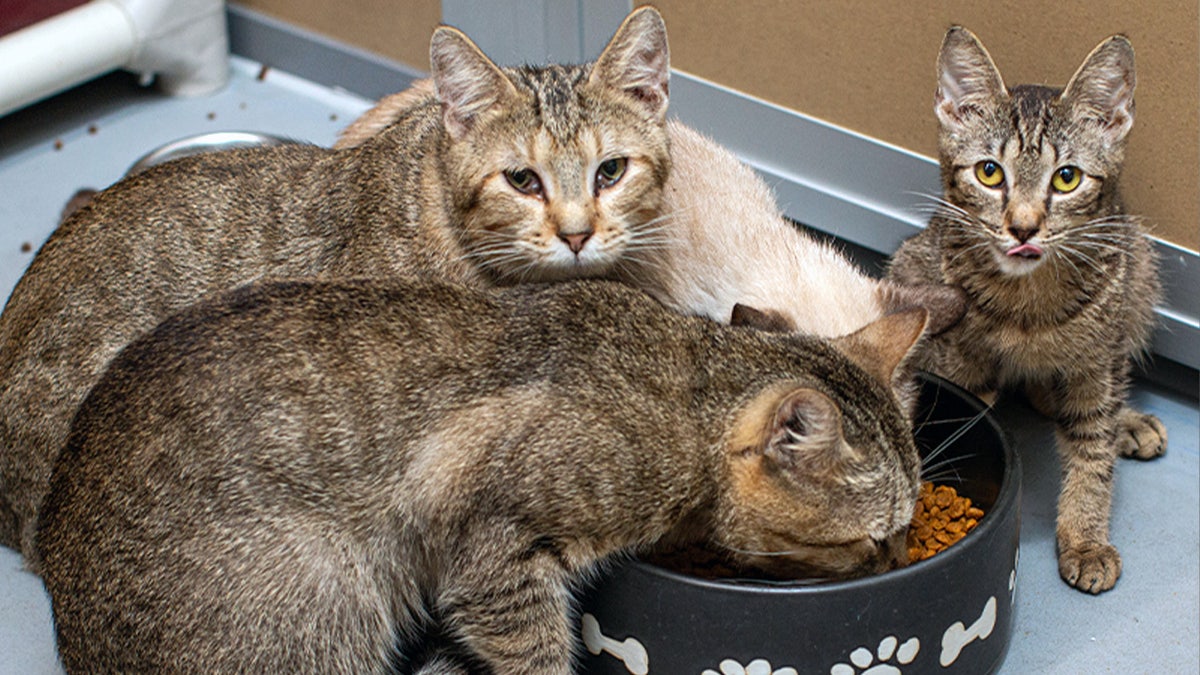 Grupo de gatos comiendo