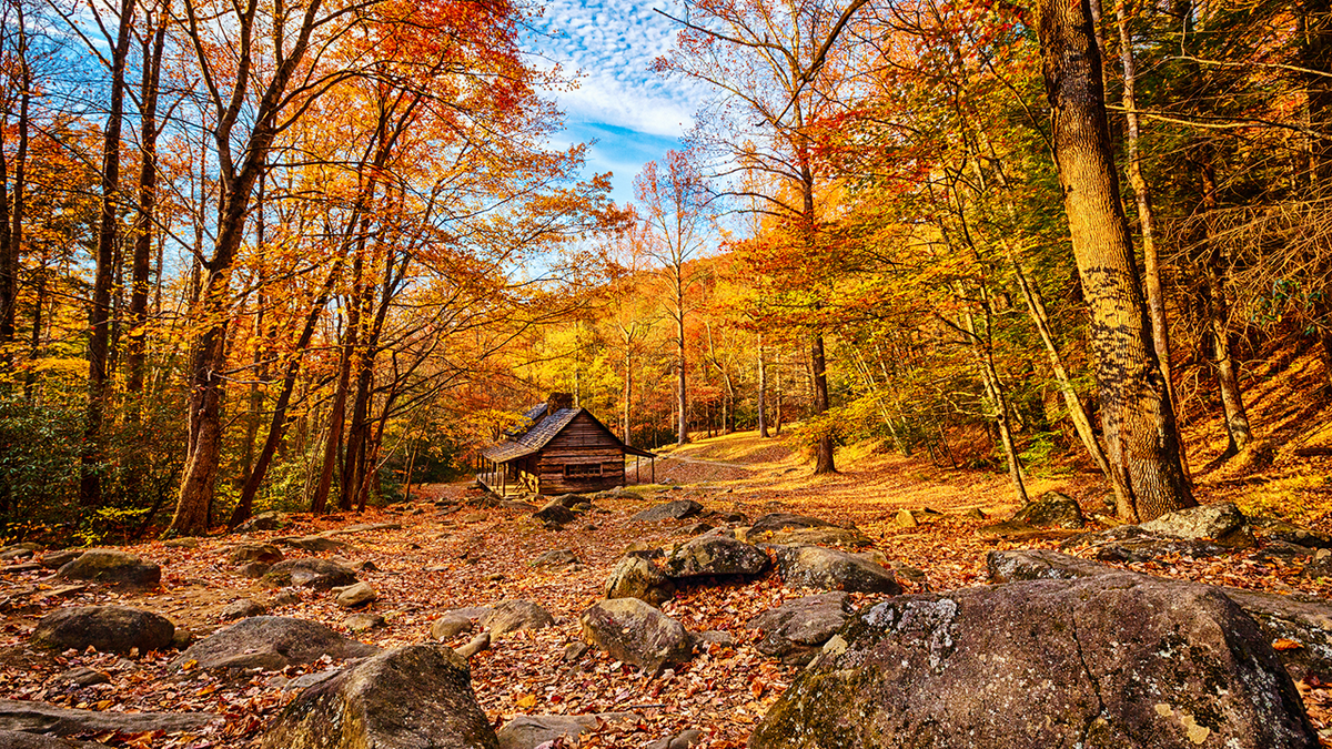 Descubra lindos tons de outono nas Great Smoky Mountains.