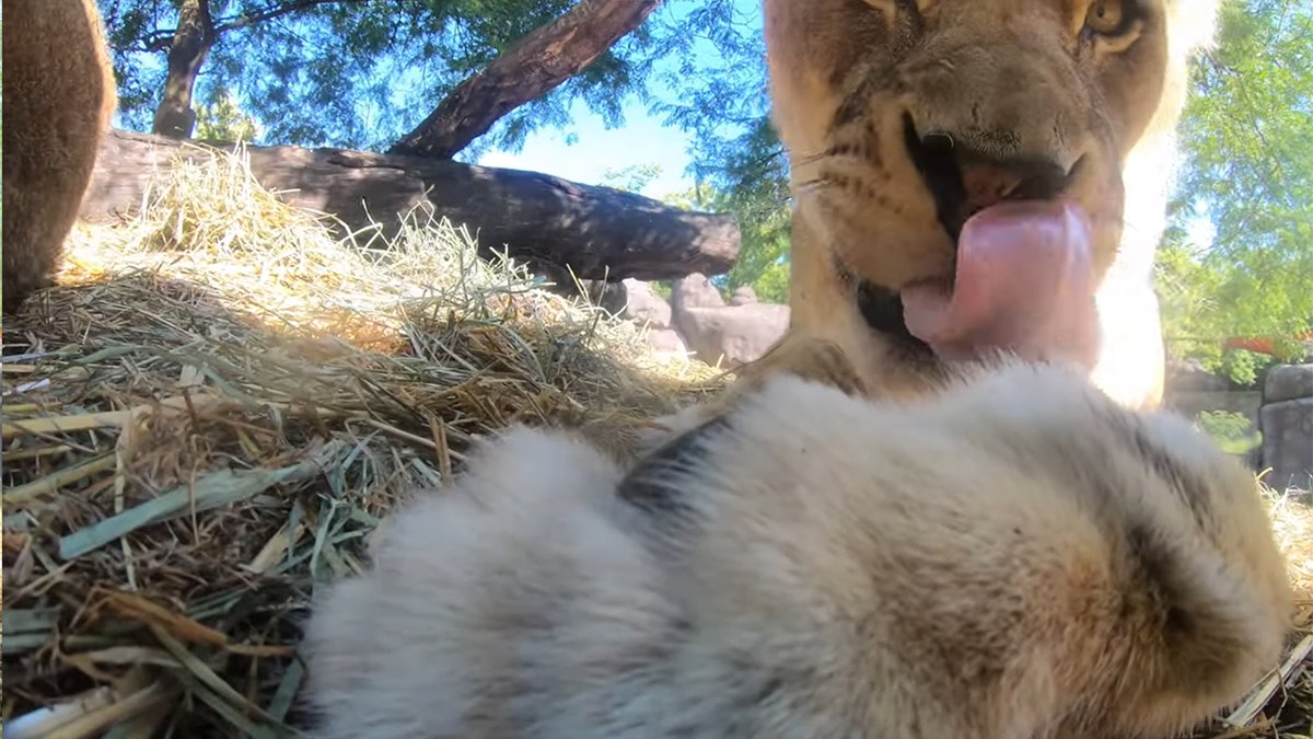 Watch what happens when Oregon Zoo lions find hidden camera in habitat ...