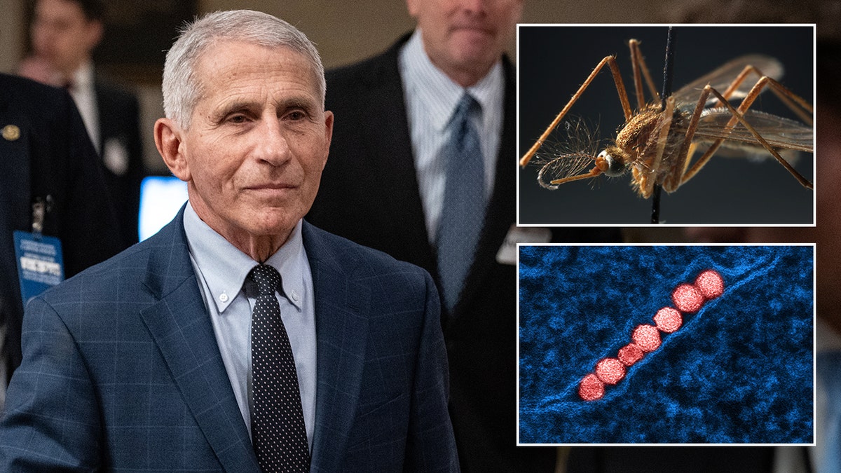 Dr. Anthony Fauci, el virus del Nilo Occidental y un mosquito.