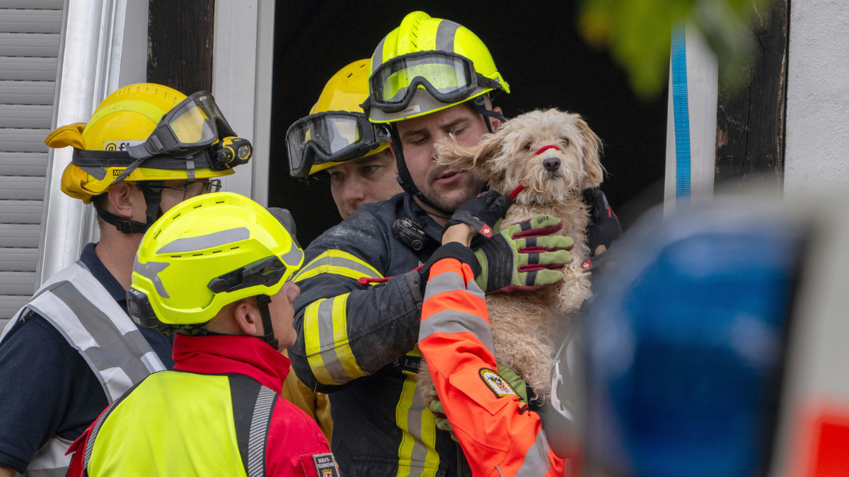 Rescate de perros