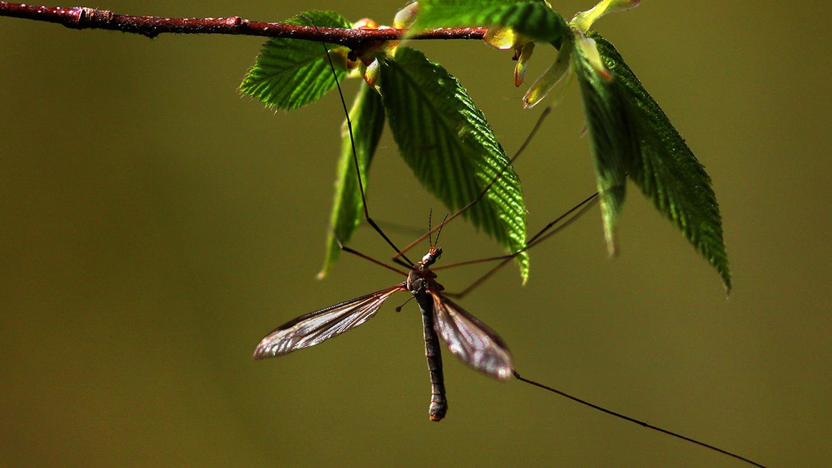 Mosquito en Massachusetts de cerca