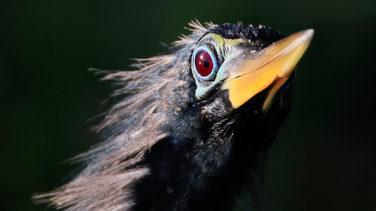 anhinga