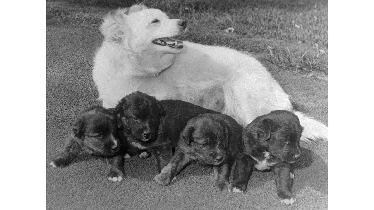 pushinka kennedy y los cachorros